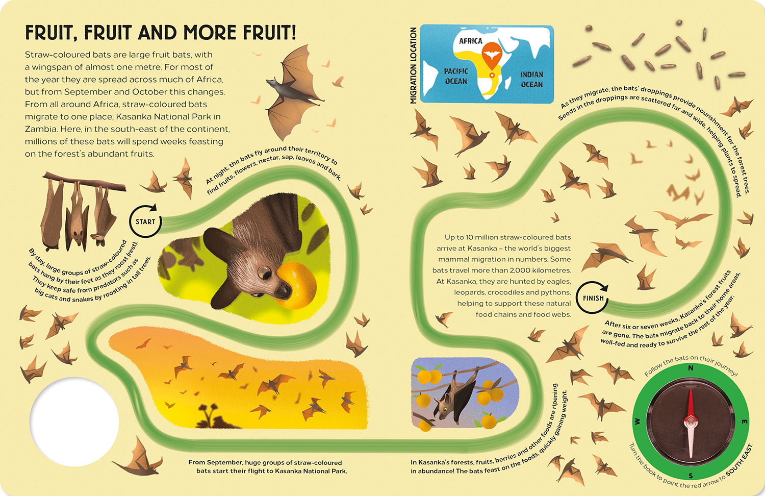 Epic Animal Journeys in the Air | Gemini Books