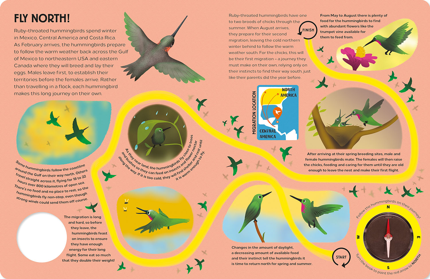 Epic Animal Journeys in the Air | Gemini Books