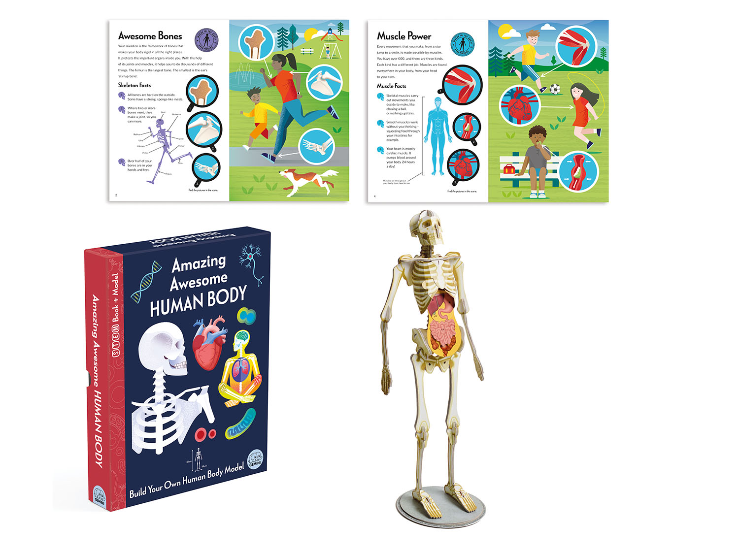 Awesume Body Amazing Awesome Human Body | Gemini Books